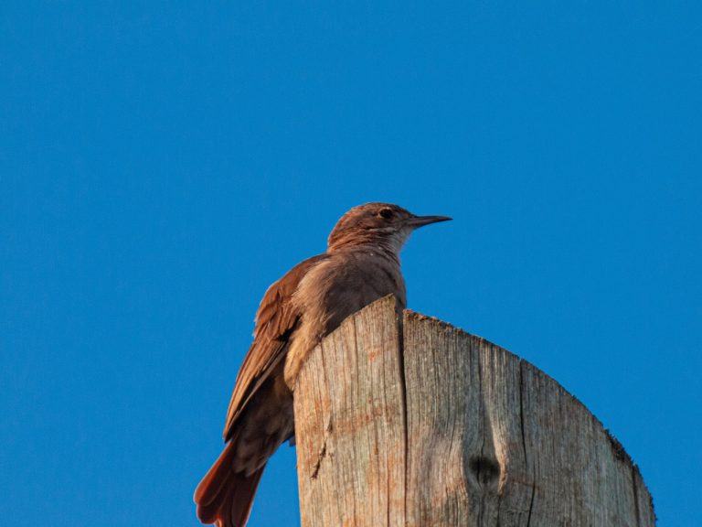 Строительство домов из клееного бруса в Екатеринбурге